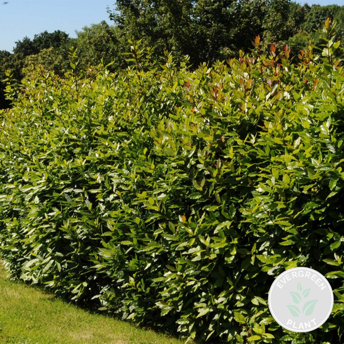 Bloomique - Laurus Nobilis - Laurier-sauce - Plantes de jardin - Rustique - Hauteur 40-50 cm - Pot 15 cm