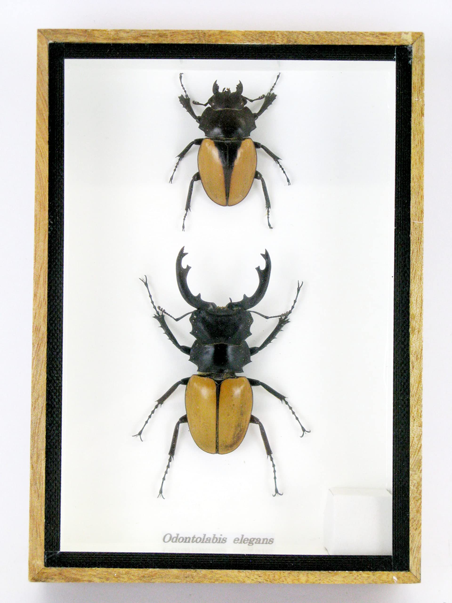 Veramente preparate e gigantesche insetti, cicale e bruchi in espositore in legno dietro vetro (2 Odotolabis elegans chiuse)