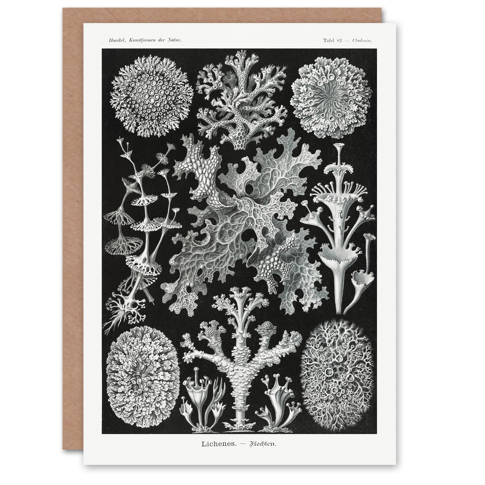 Artery8 Ernst Haeckel Art Card Lichen Species Vintage Illustration