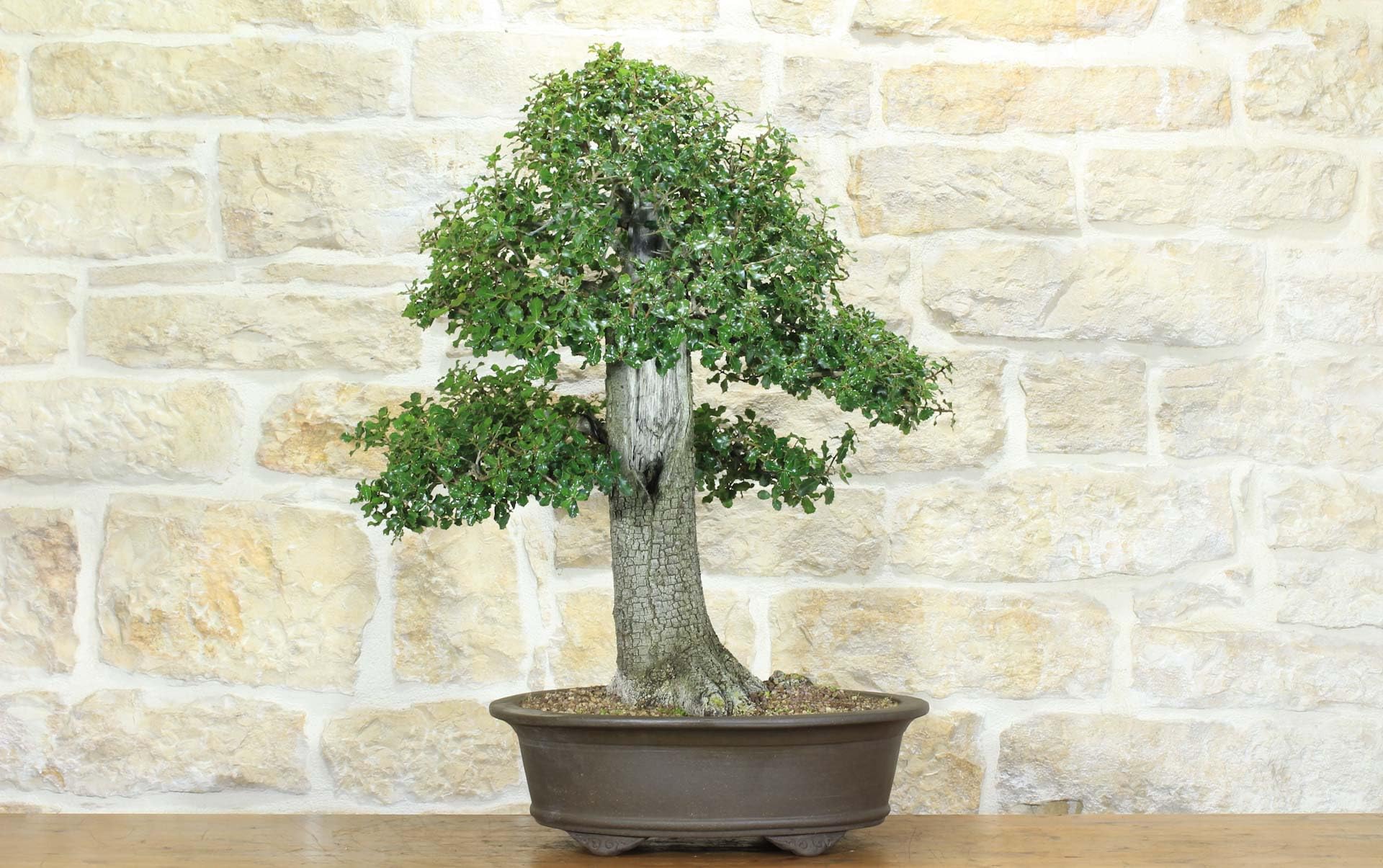 Bonsai di Quercia Riccia (6)