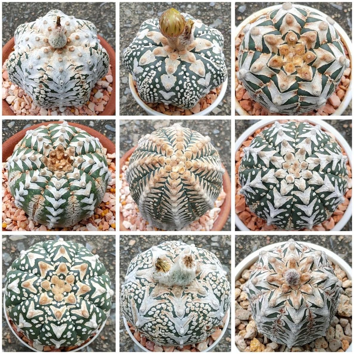 himawari 26㎝ アストロフィツム スーパー兜 V タイプ 種子＝ 50粒 アストロフィツム