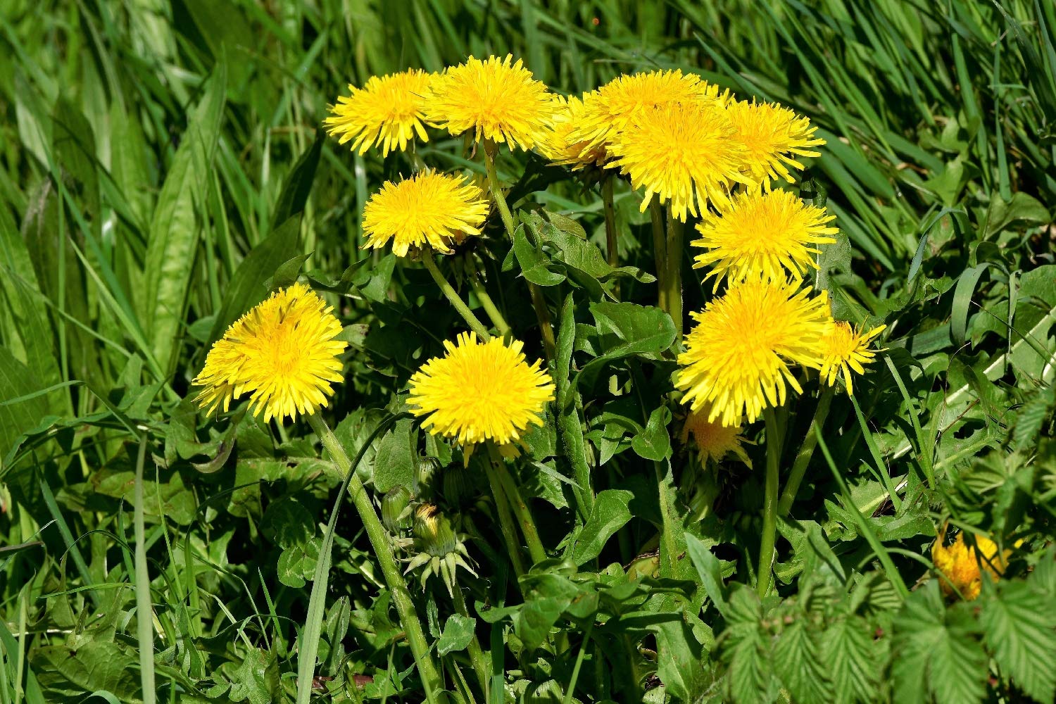 SAFLAX - Bio - Mniszek Lekarski - 400 Nasiona - Taraxacum officinale