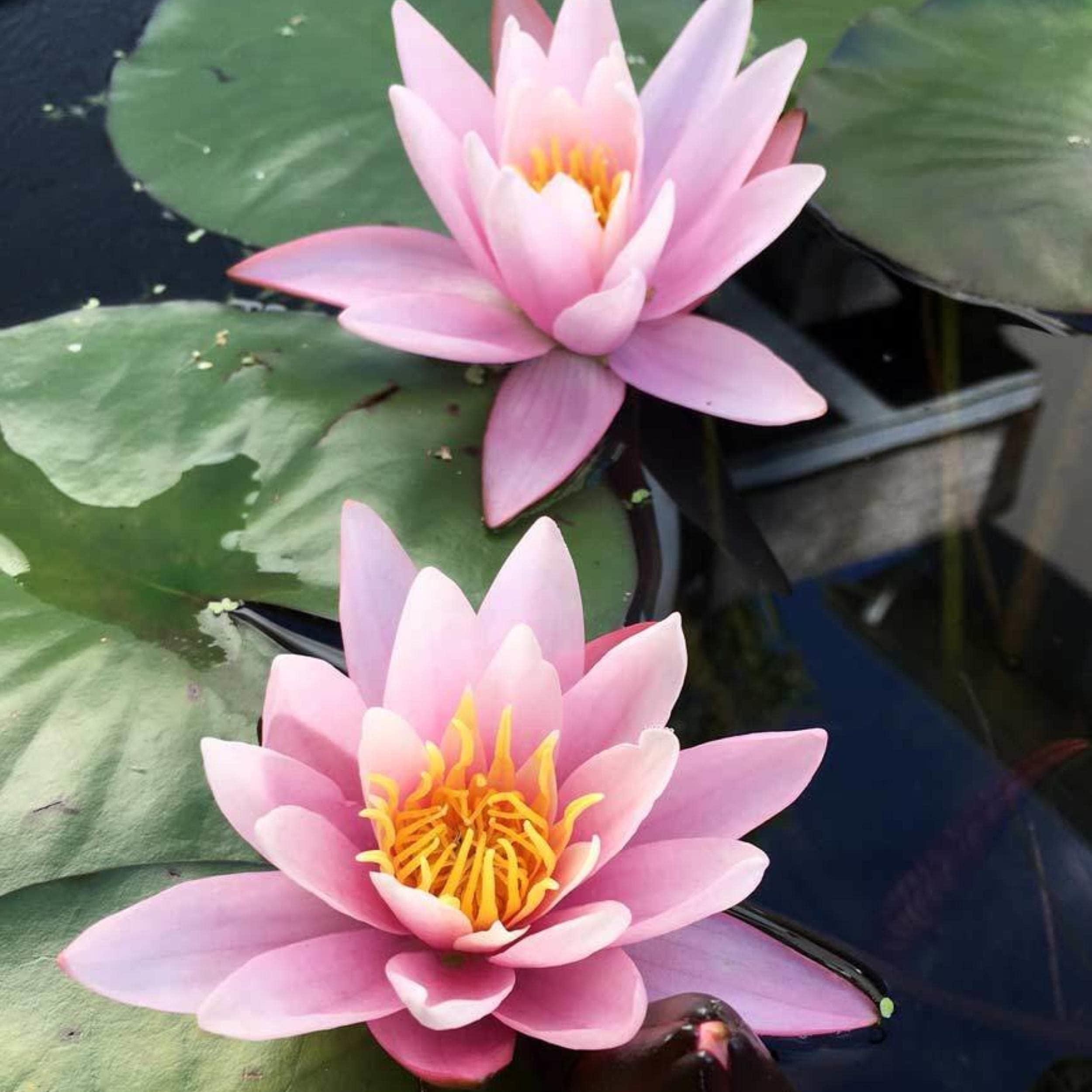 Chalily Water Lily Aquatic Plants Live Lilies Real Small or Big Pond Plant Lilly Ponds Cold Hardy Pads Grow waterlillies Flowering rhizomes Outdoor lilys Waterlily Lillies pre Grown lillys pad Pink