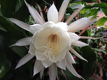 Two Queen of Night Orchid Cactus Epiphyllum Oxypetalum (White) cuttings+ Gift Small Rosy Swirl Cutting