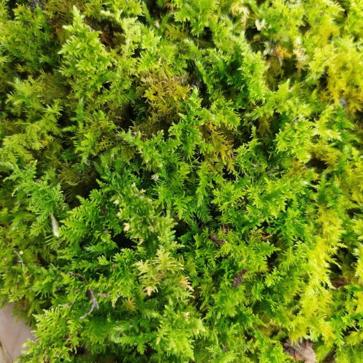 シノブゴケ 5トレー 岩手県産 天然 コケリウム 苔テラリウム 苔玉