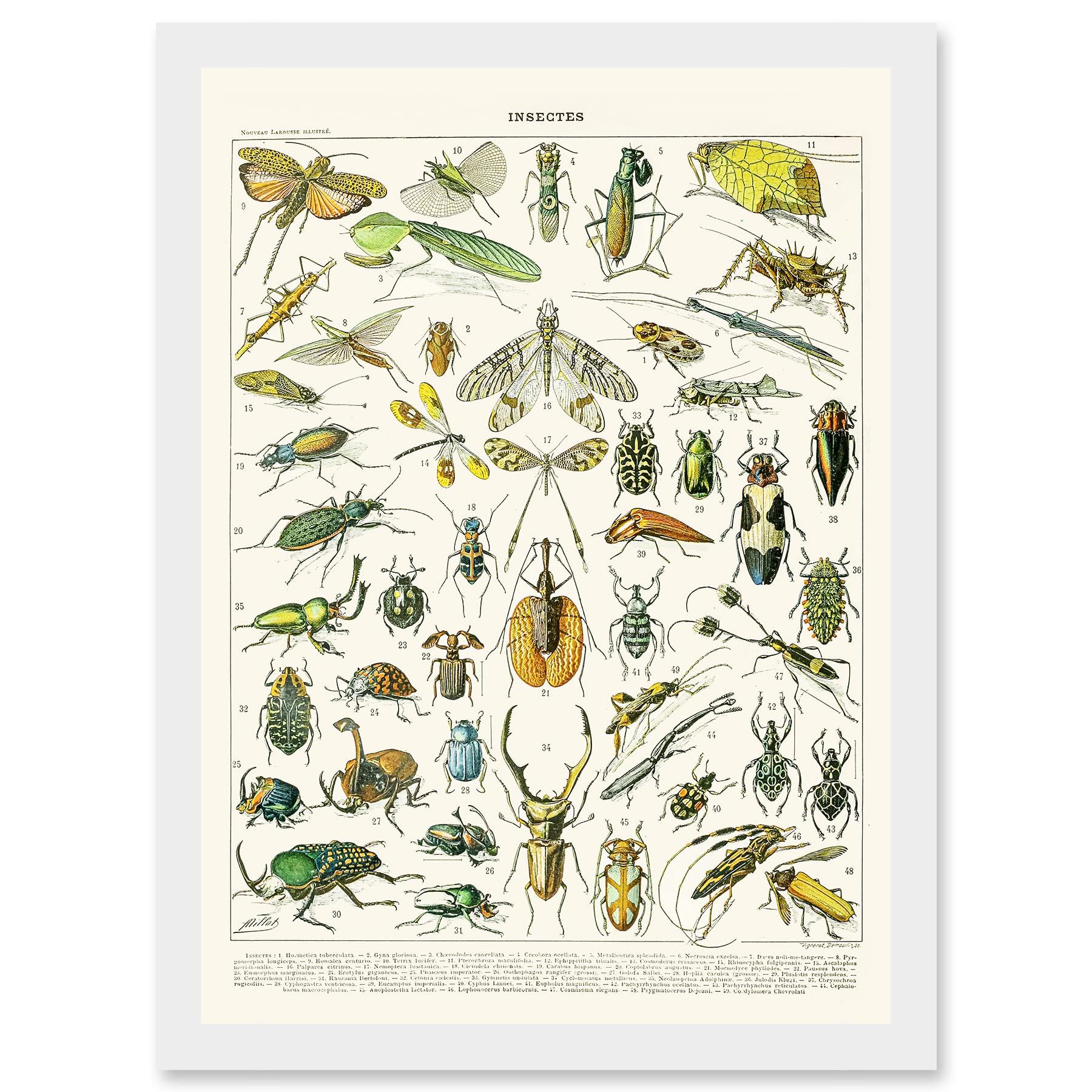 Millot Encyclopedia Vintage Flying Insects Beetles Nature Artwork Framed Wall Art Print A4