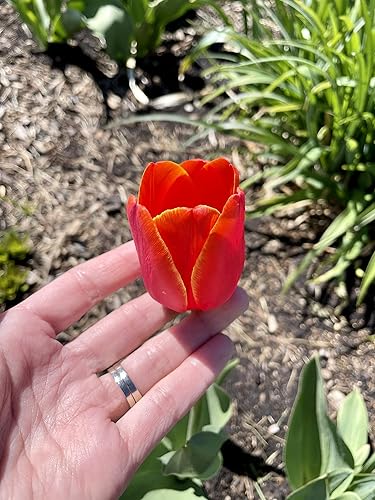 Miniatura 6 de 100 bombillas de tulipanes desfiles híbridas Tulipa Darwin bolsa de gangas para paisajistas Ideal para plantar en otoño