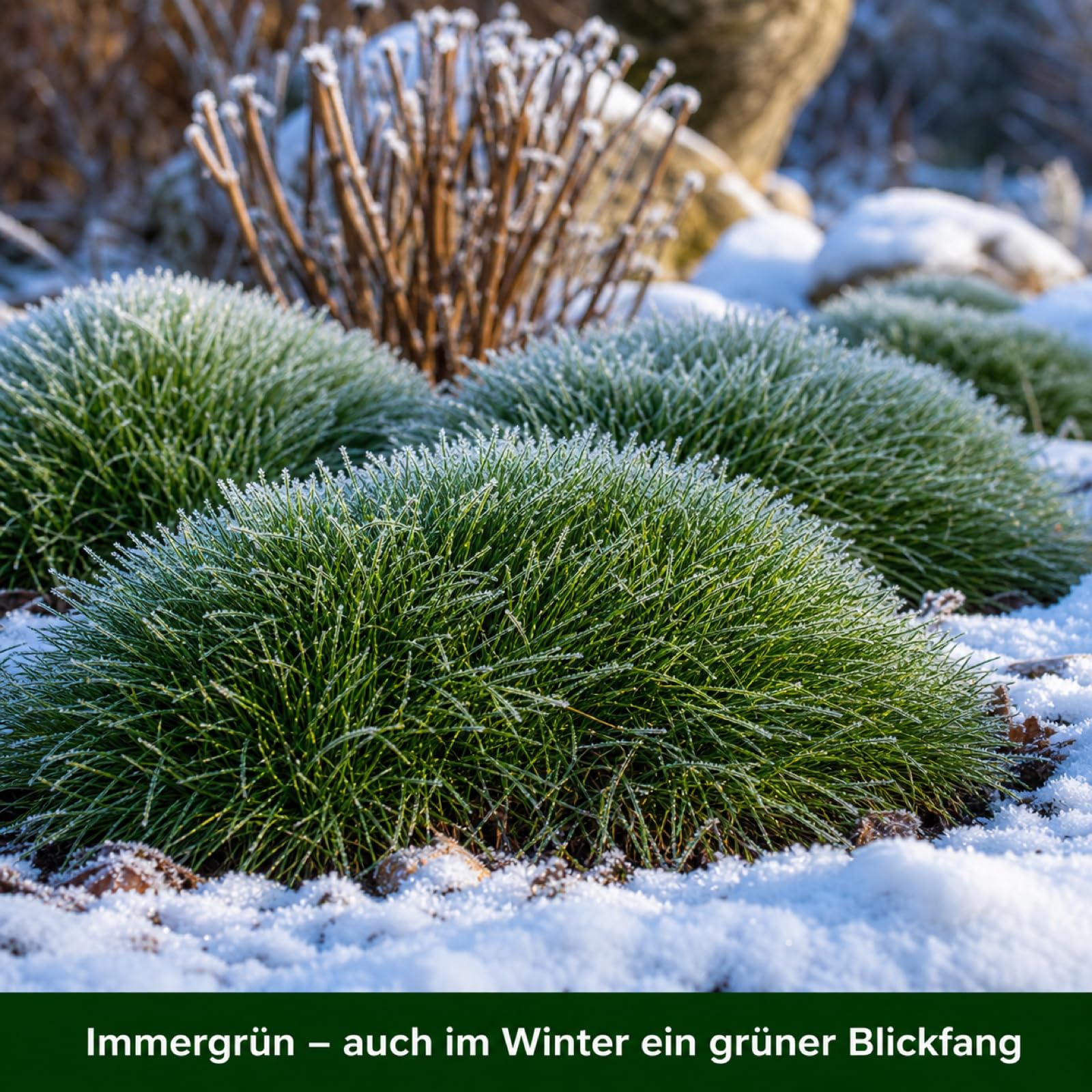 Stauden Gänge 10 x Festuca gautieri Bärenfellgras winterhart