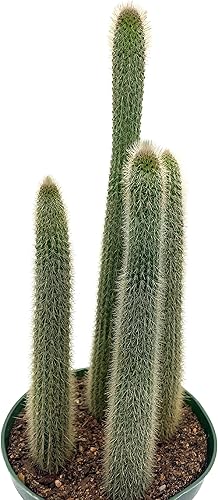 Miniatura 5 de Old Man of The Andes, 6 pulgadas, enorme cactus, Oreocereus celsianus, cactus peludos de montaña