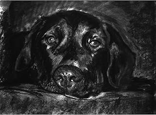 Labrador Art Print, Labrador Retriever Gift, Charcoal Drawing, Black Lab Drawing Print, Lab wall art, Choice of size signed by Oscar Jetson
