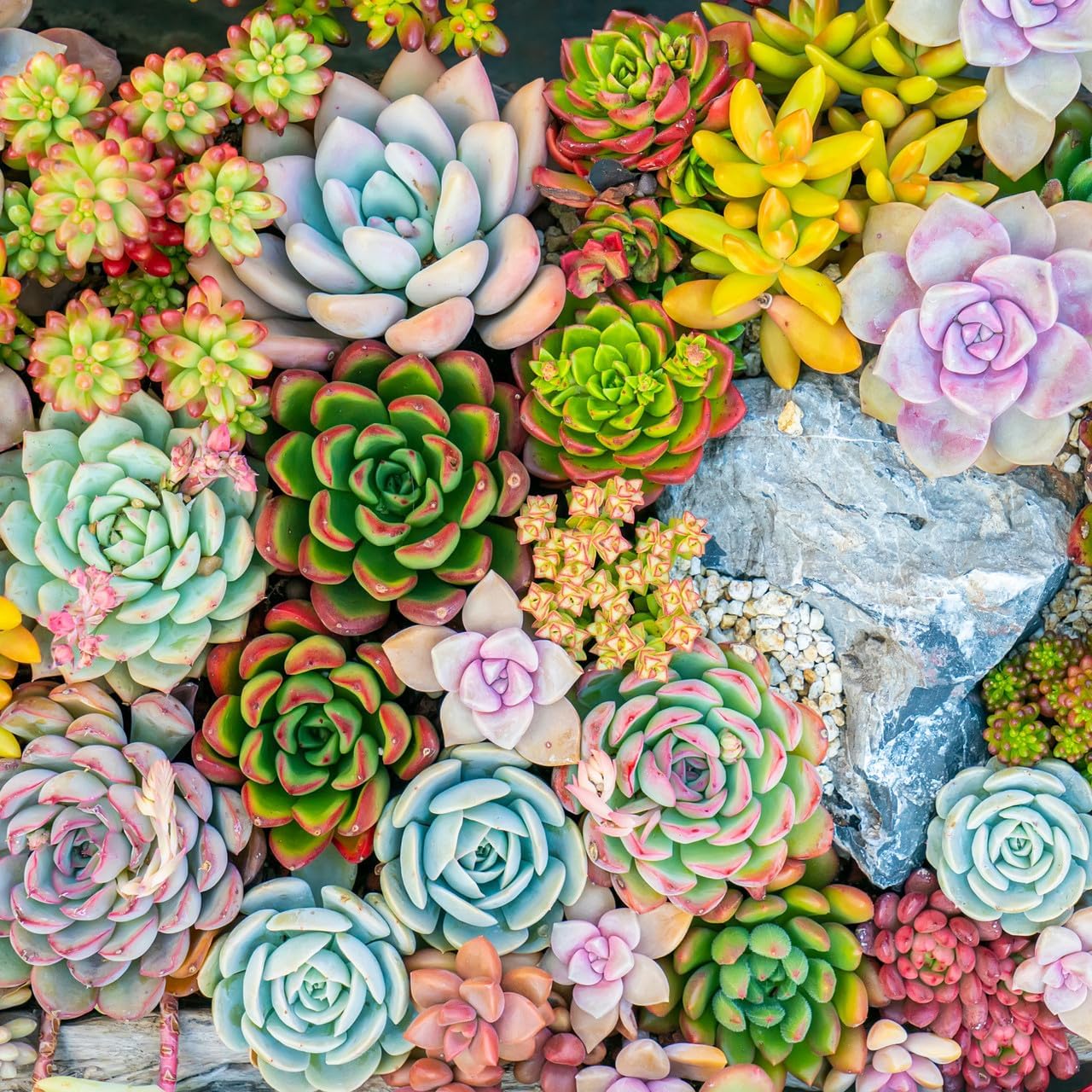 Mountain Crest Gardens Rosette Succulent Bulk Pack - 50 Live Plants, 5 of Each Variety, Rooted in 2 Inch Pots - Real Succulents for DIY Projects, Displays & Outdoor Decor