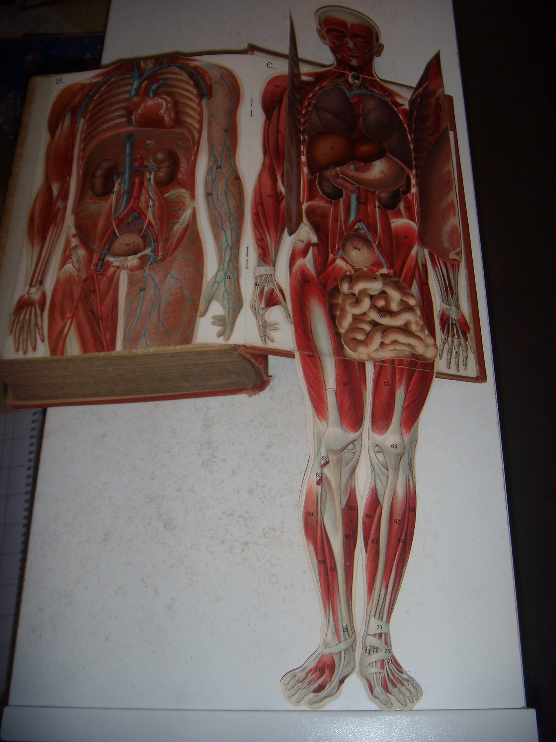 Livre d'or de la santé, méthode nouvelle, complète et pratique de la médecine naturelle et de l'hygiène privée, permettant de traiter soi-même toutes les maladies et assurant la conservation de la santé, par M. Platen, ouvrage traduit et augmenté par le D