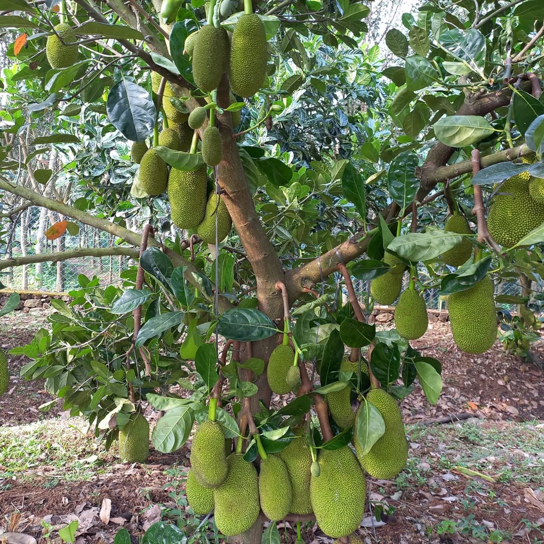 See full amazon price history chart for Floral Treasure Jackfruit Plant (Ayur Jack, Bud Grafted, Hybrid) Artocarpus heterophyllus Exotic 1 Live Fruit Plant Floral Treasure Jackfruit Plant (Ayur Jack, Bud Grafted, Hybrid) Artocarpus heterophyllus Exotic 1 Live Fruit Plant (B0D7J31QQD) Amazon Price History, Amazon Price Tracker