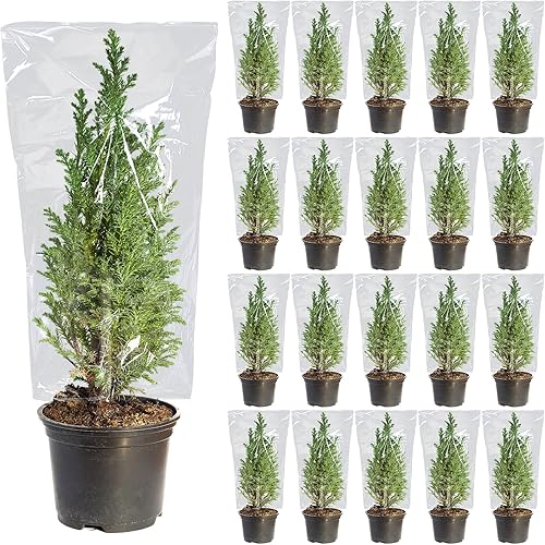 SATINIOR 20 fundas de película protectora de plantas, bolsas transparentes de protección contra congelación de plantas, para exteriores, jardín,