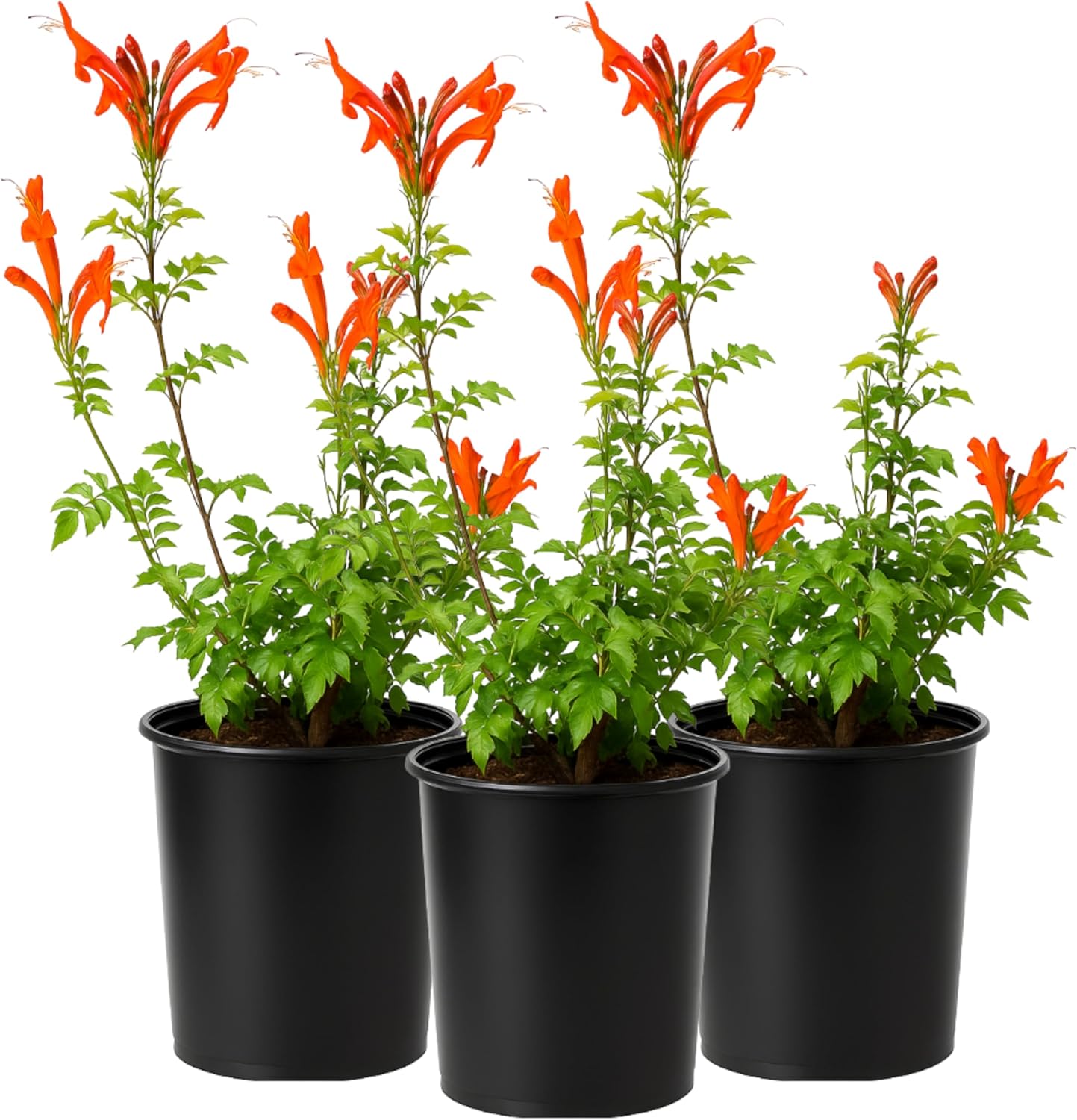 Cape Honeysuckle Orange Tecoma Capensis, 3-Pack 1 Gallon Plants Garden Climbing Shrub Orange Flower Landscaping Hardy Climbing Hedge Perennial Outdoor Plant