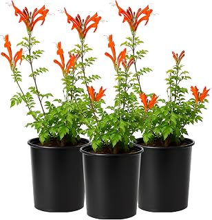 Cape Honeysuckle Orange Tecoma Capensis 3-Pack