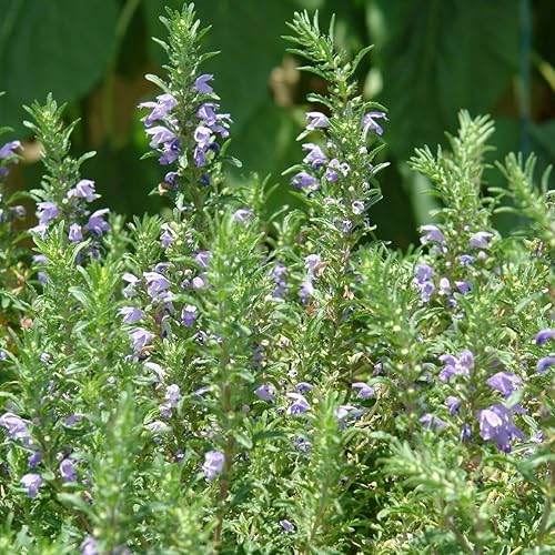 Miniatura 4 de Bálsamo moldavo, semillas de cabeza de dragón (Dracocephalum moldavica) Más de 50 semillas frescas de reliquia en cápsulas de semillas congeladas