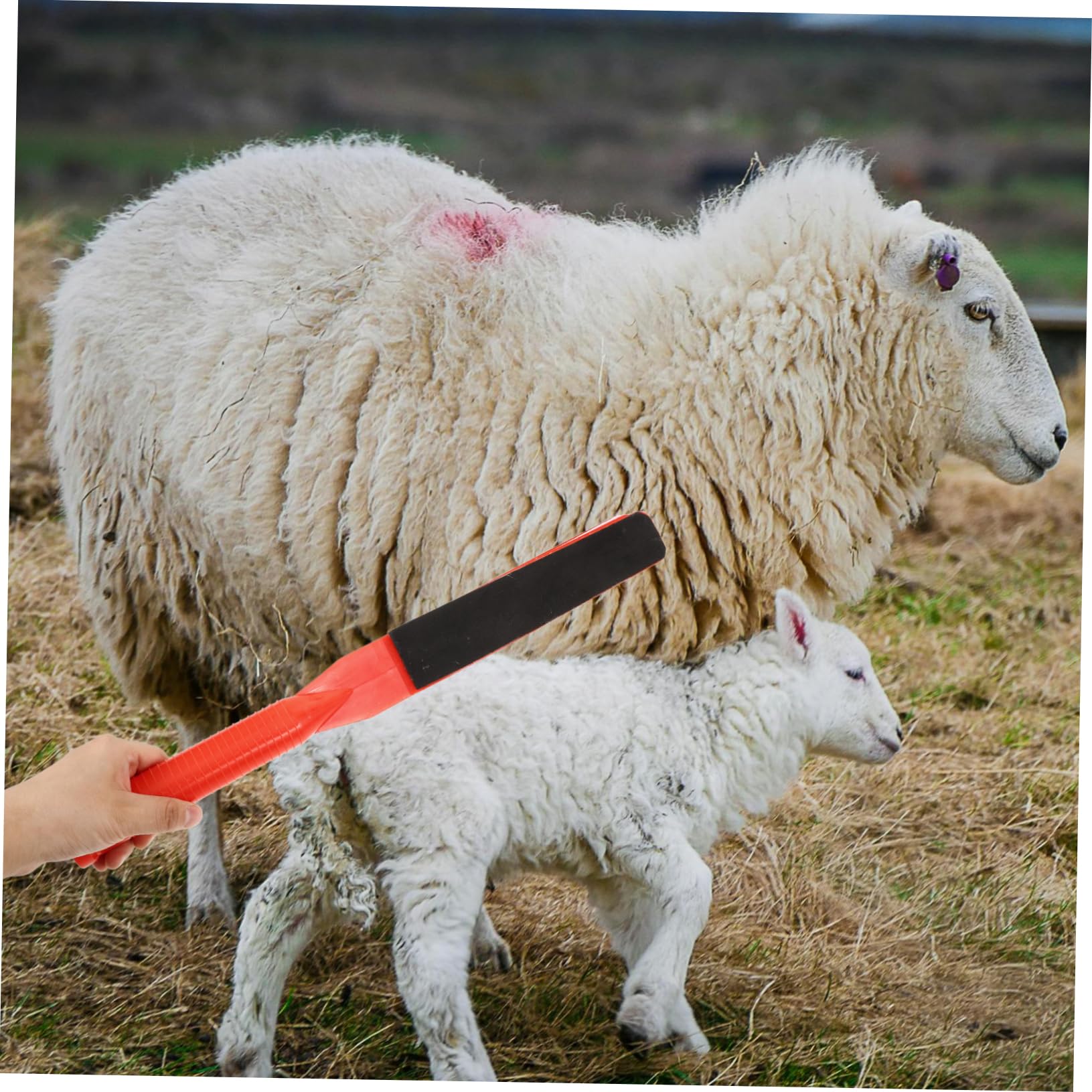 UPKOCH 3 Pezzi Paddle per Bestiame Maneggevole Strumento per Animali Spazi Ristetti Resistente All Usura e Facile da per e Stalle
