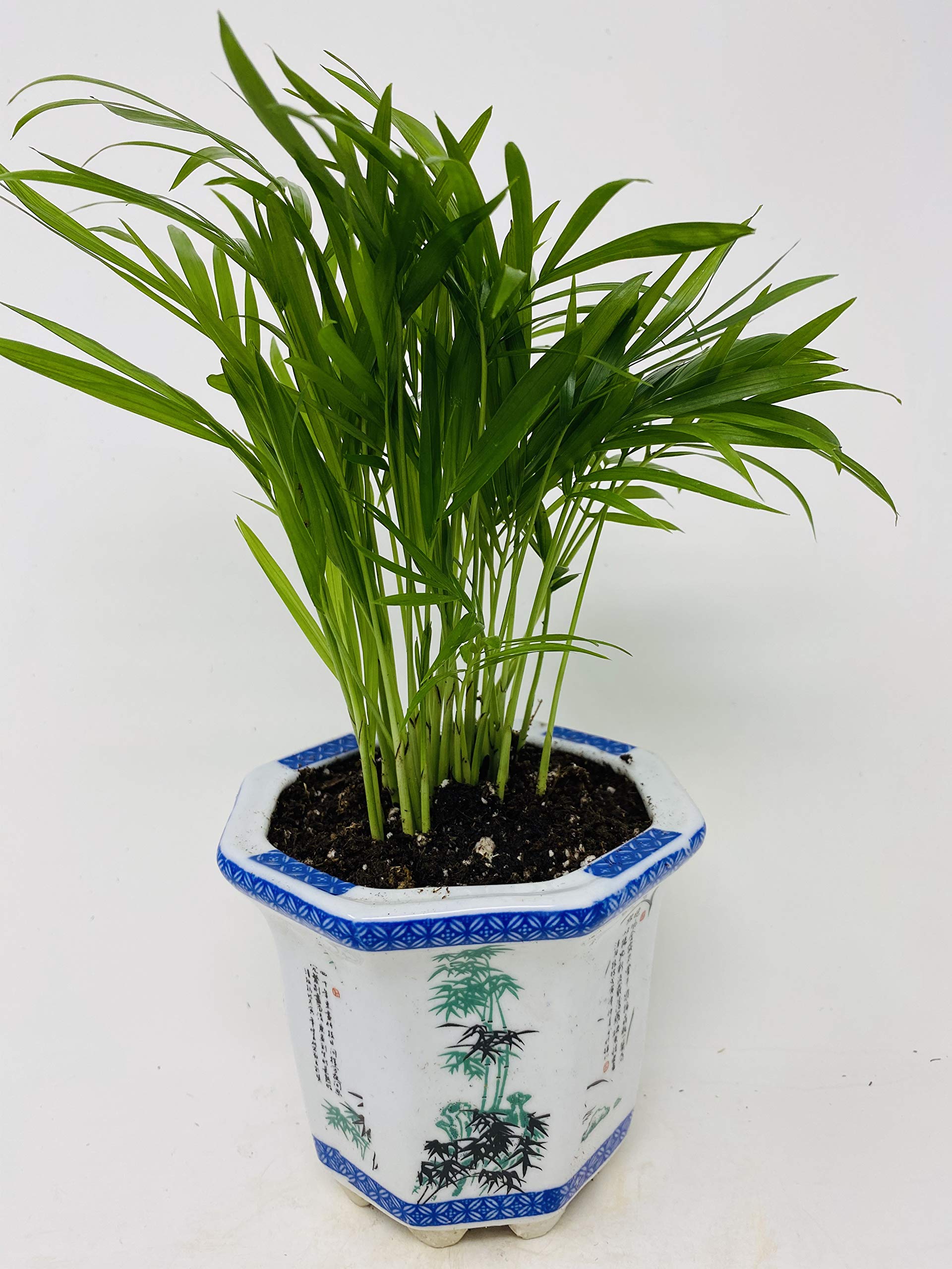 Victorian Parlor Palm 4.5" Porcelain Elegance Pot