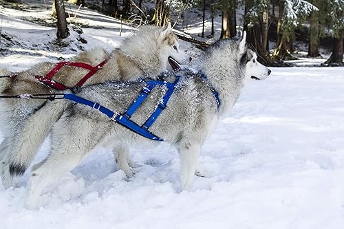 Miniatura 7 de Neewa Arnés X-Back Racing – Grande, rojo | Equipo duradero para esquiar en trineo para perros | Ajuste cómodo ajustable | Cuello 17 pulgadas, pecho