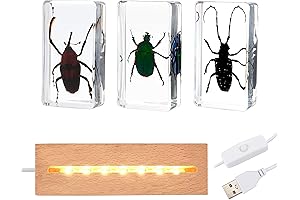 Mesmerizing Insect Specimen Paperweights: Unveil the Wonders of Entomology