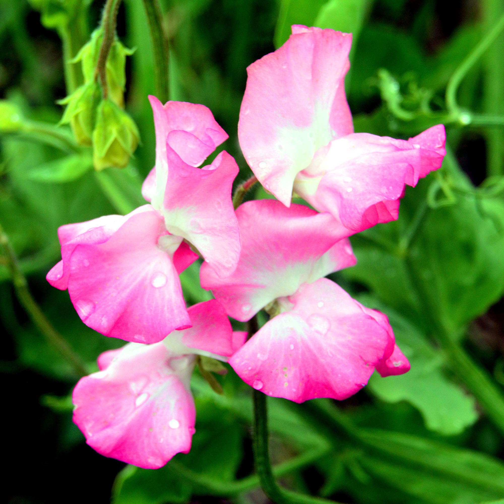 Summer Bedding Plants - Mrs R Bolton Sweet Pea Plants Garden Ready - Flowering Climbing Sweet Peas for Borders, Beds and Pots - Hardy Annual Lathyrus Odoratus Sweetpea Collection (9cm Pots, Pack of 3)