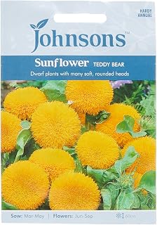 Johnsons 14281 Flower Seeds, Sunflower Teddy Bear, Yellow