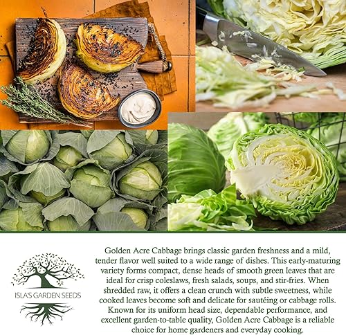 Miniatura 6 de Semillas de col Golden Acre (Brassica oleracea) – Más de 1000 semillas de reliquia sin OMG de Isla's Garden Seeds, maduración temprana y cabezas
