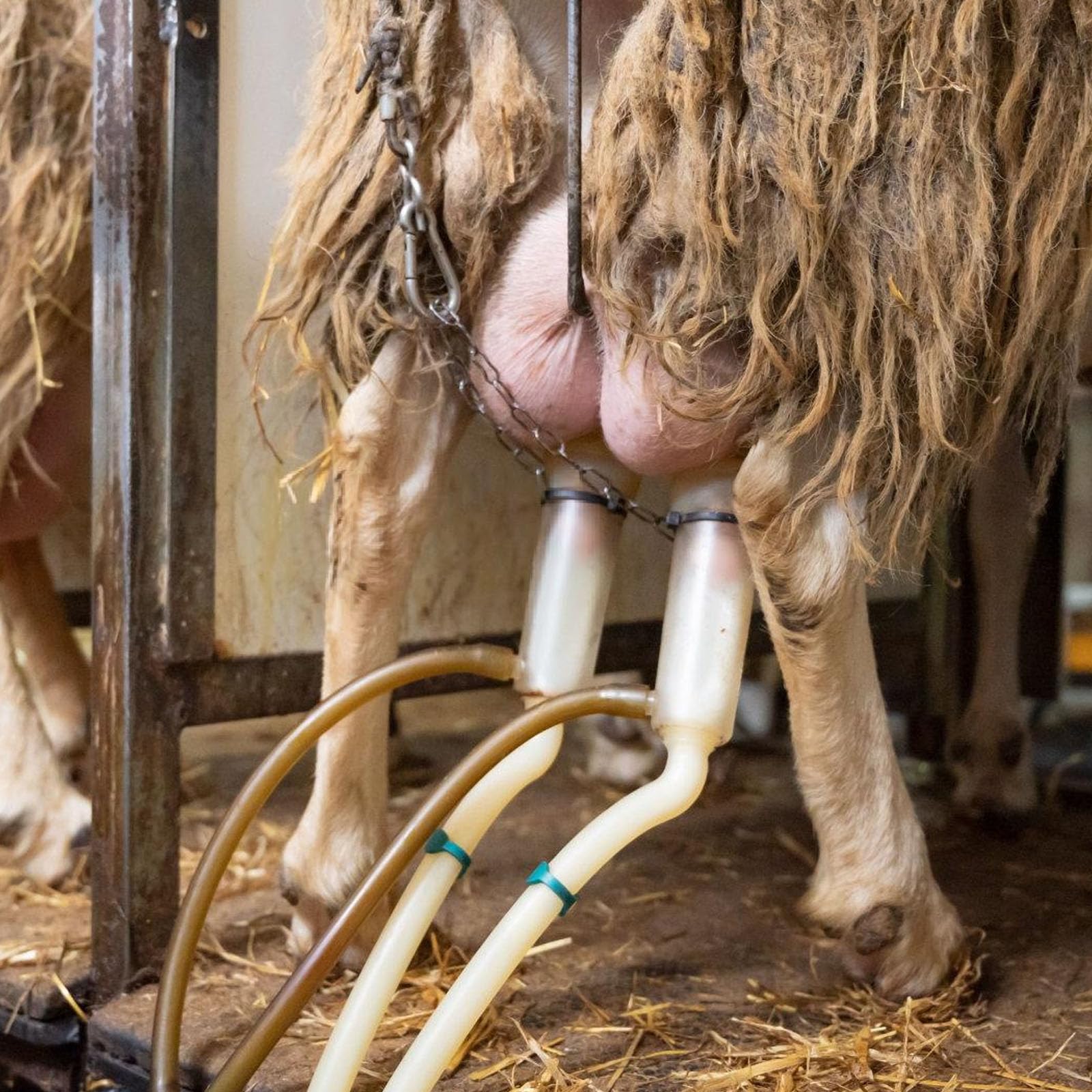 Operazioni semplici della mungitrice manuale dell'acciaio inossidabile che munge dispositivo per l'attrezzatura agricola di produzione del latte della piccola scala