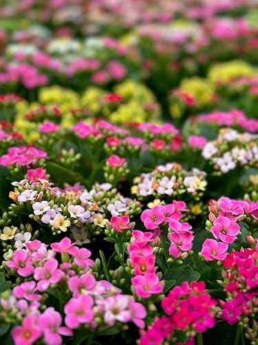 Miniatura 4 de Kalanchoe - Plantas suculentas en macetas de 2 pulgadas (colores surtidos, juego de 3)