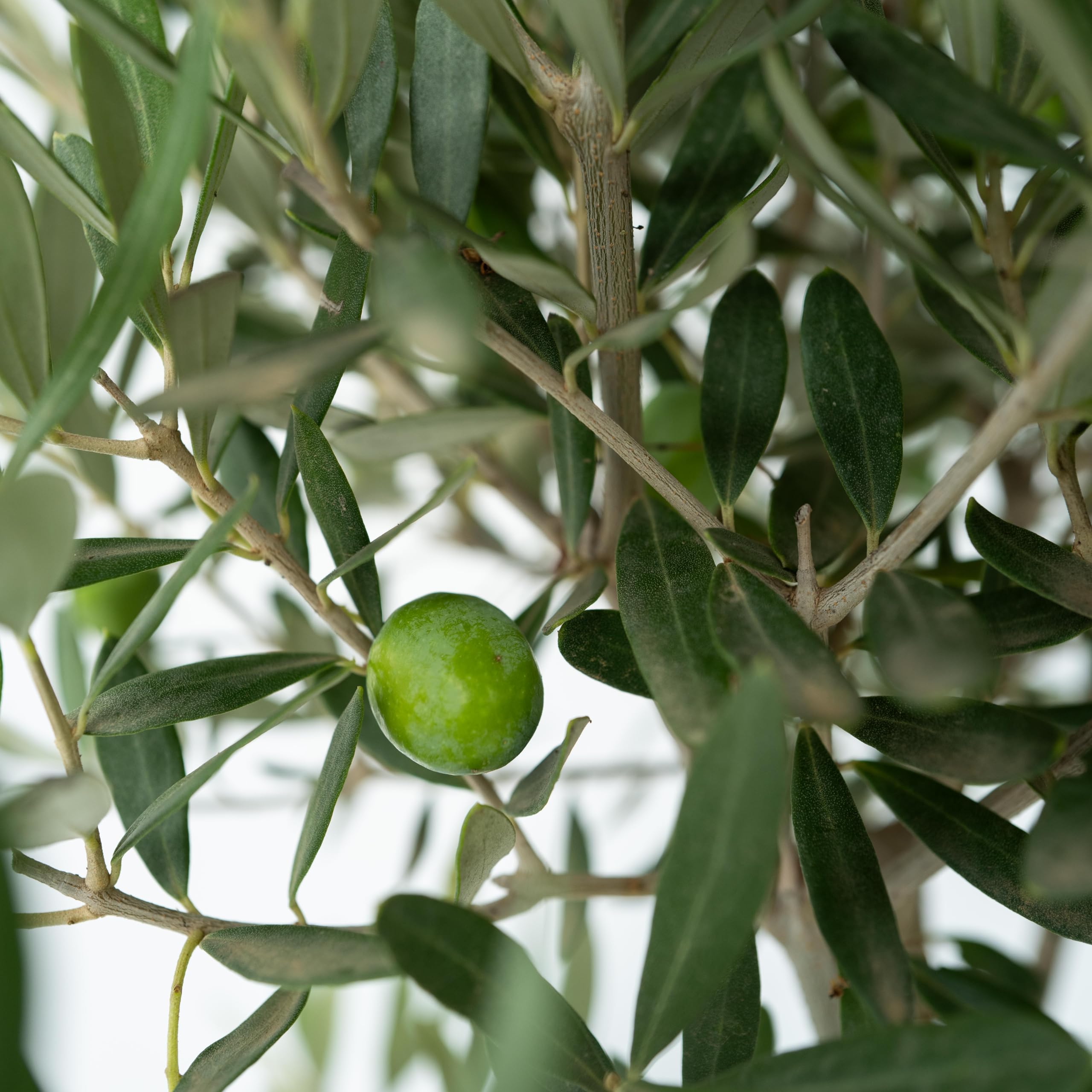 Olea Europaea Olivier exterieur Set de 2 Pot 14cm Hauteur 50-60cm