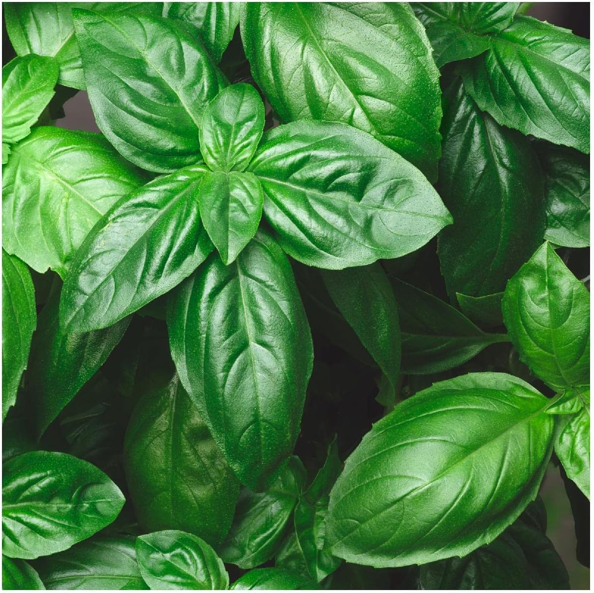 Everwilde Farms - 1 Lb Genovese Basil Herb Seeds - Gold Vault