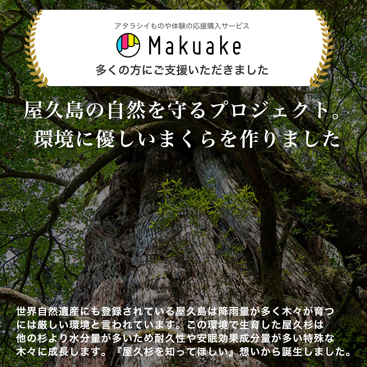 Amazon｜やくしまくら 屋久杉(地杉) 枕 かため 日本製 自然素材 杉の