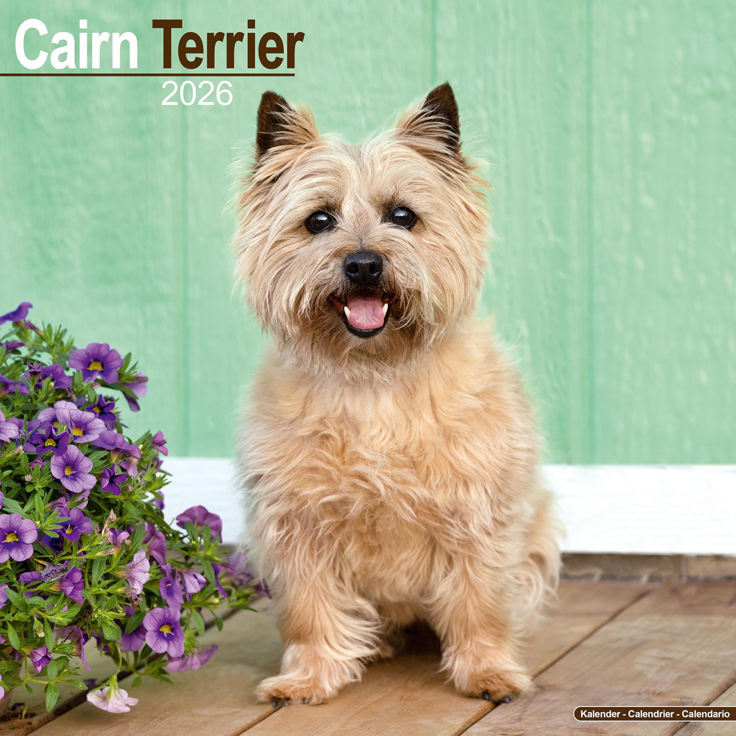 Cairn Terrier 2026 Calendar | Square Wall Calendar | Dog Breed Gift | Plastic Free Packaging | by Avonside Publishing