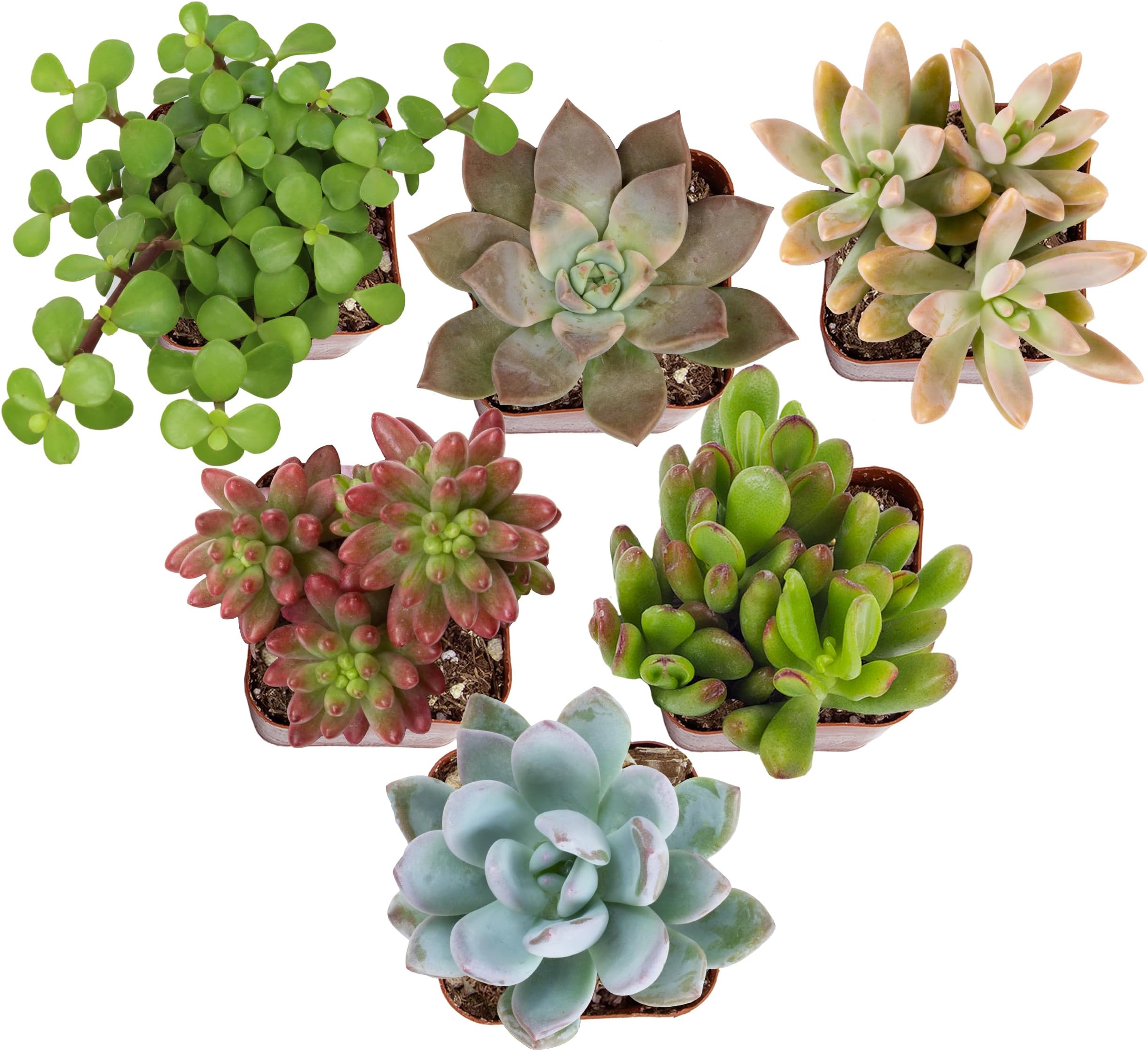 Altman Plants Deluxe Live Succulents (6 Pack), No Duplicates, Assorted Varieties, & Shapes, Easy Plant Care, 2 in Pots