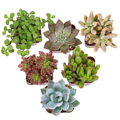 Altman Plants Deluxe Live Succulents (6 Pack), No Duplicates, Assorted