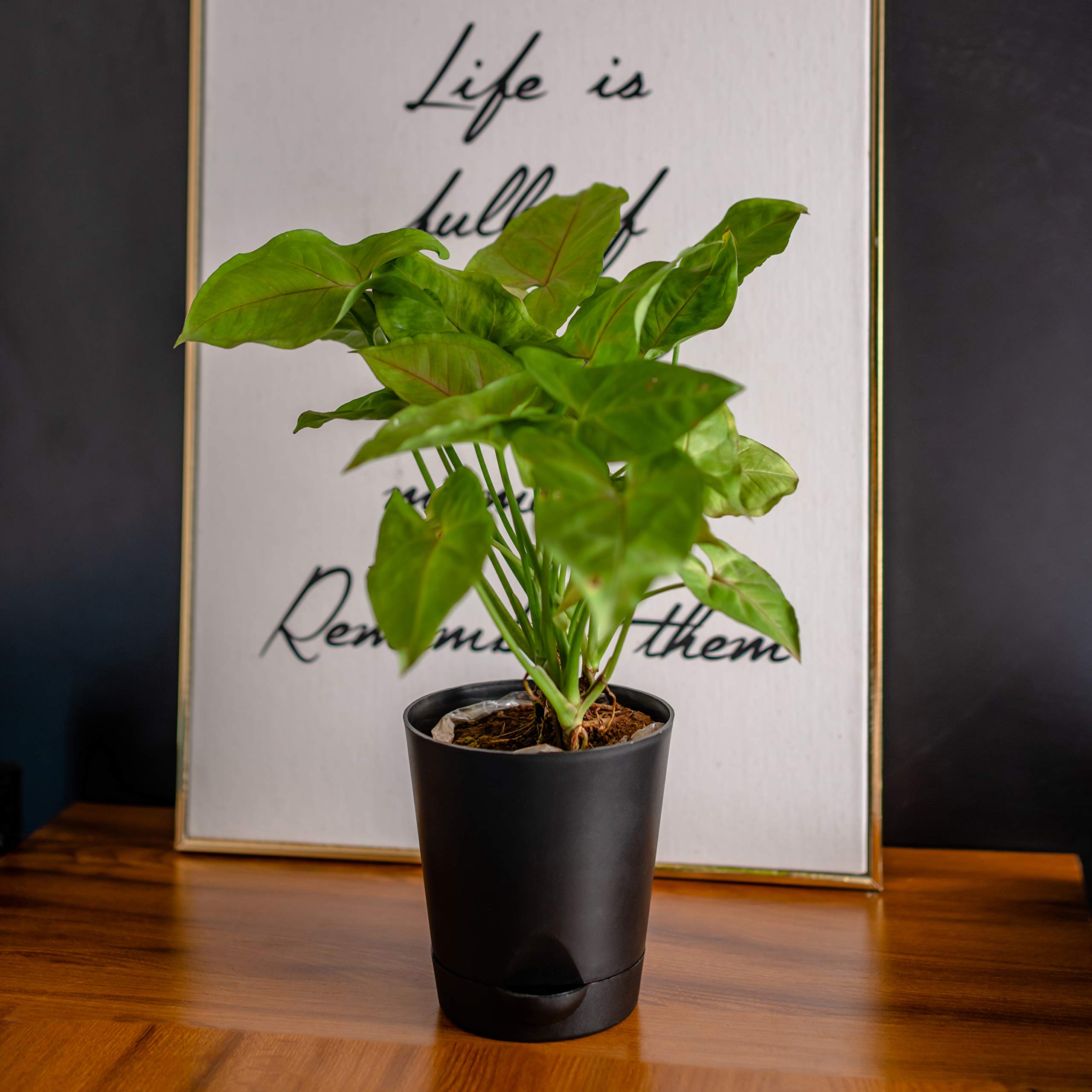 garbnoire Self Watering Planter Pot with Bottom Tray/Plate - (4 inch) Indoor Outdoor Balcony Plant Pot | Home Garden Office Flowering Container Cover | Living Room Decor (Black, Set of 3) (B08TZXF3GR) Amazon Price History, Amazon Price Tracker