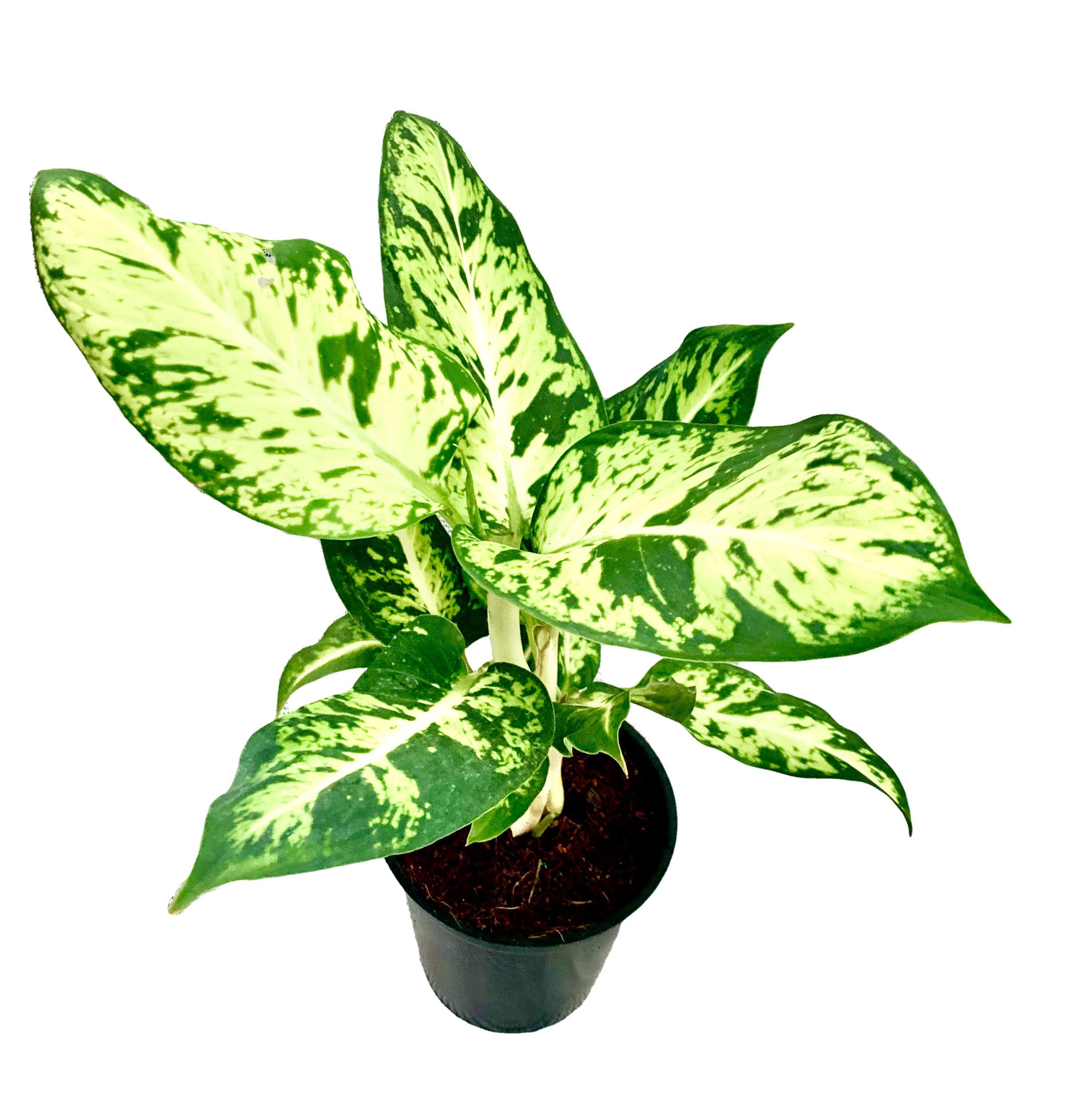The Four Seasons Dieffenbachia Amy Natural Live Plant in Pot (B08CY7PFYW) Amazon Price History, Amazon Price Tracker