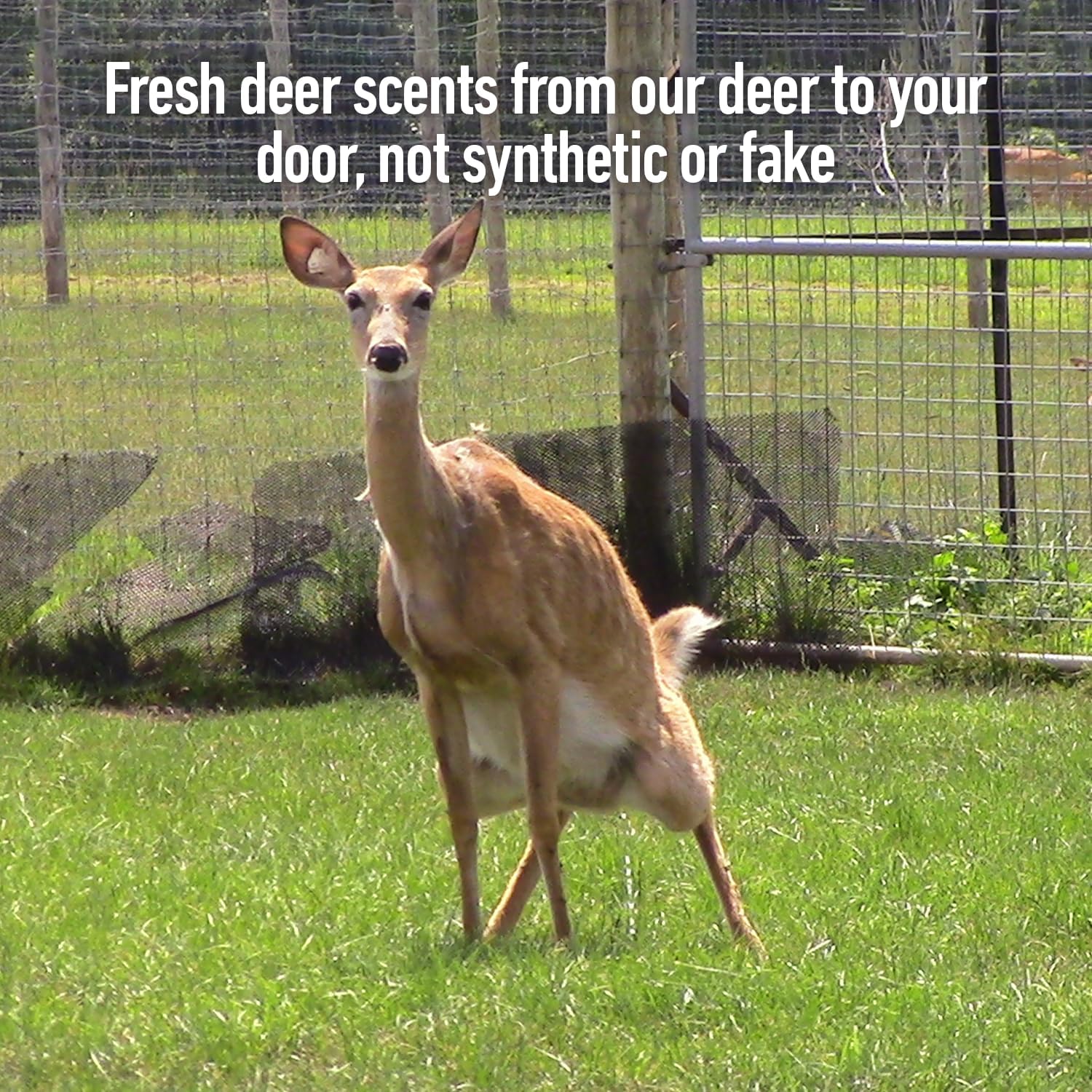 Scrape Rage Deer Urine | Doe Pee for Whitetail Deer | Drag N’ Drip Included | Deer Scents & Attractants