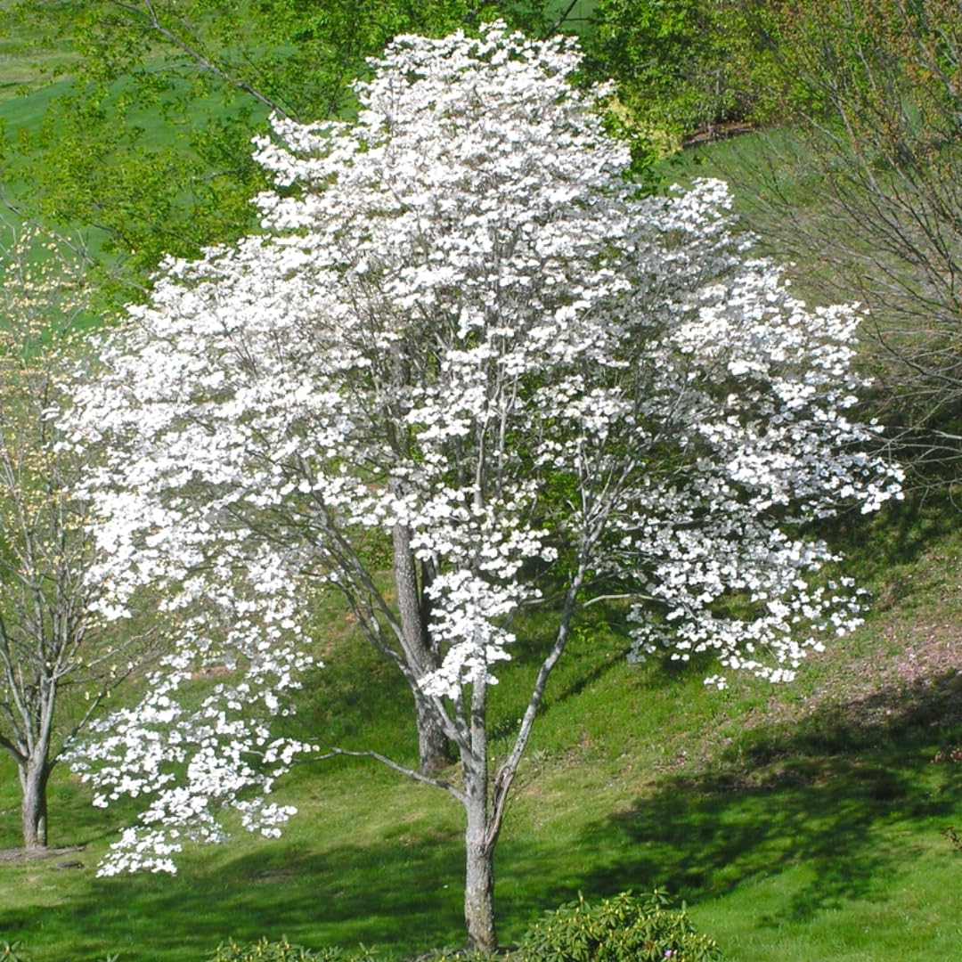 Froze White Flowering Dogwood