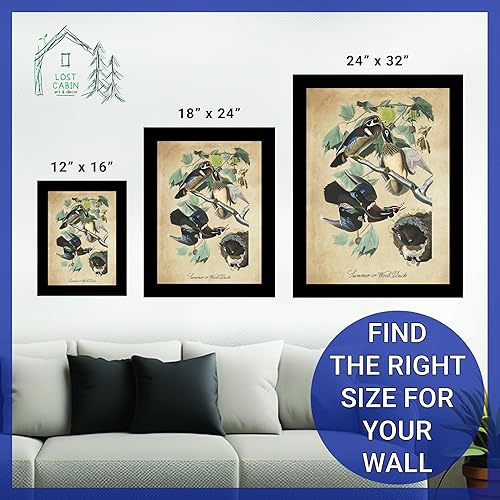 Miniatura 6 de Pato de verano o madera por James Audubon 18 x 24 pulgadas, impresión mate en marco plano negro  Decoración artística enmarcada  Reproducción de