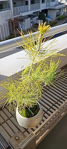 Amazon.co.jp: ITANSE 盆栽 三河黒松(ミカワクロマツ) すず 3寸
