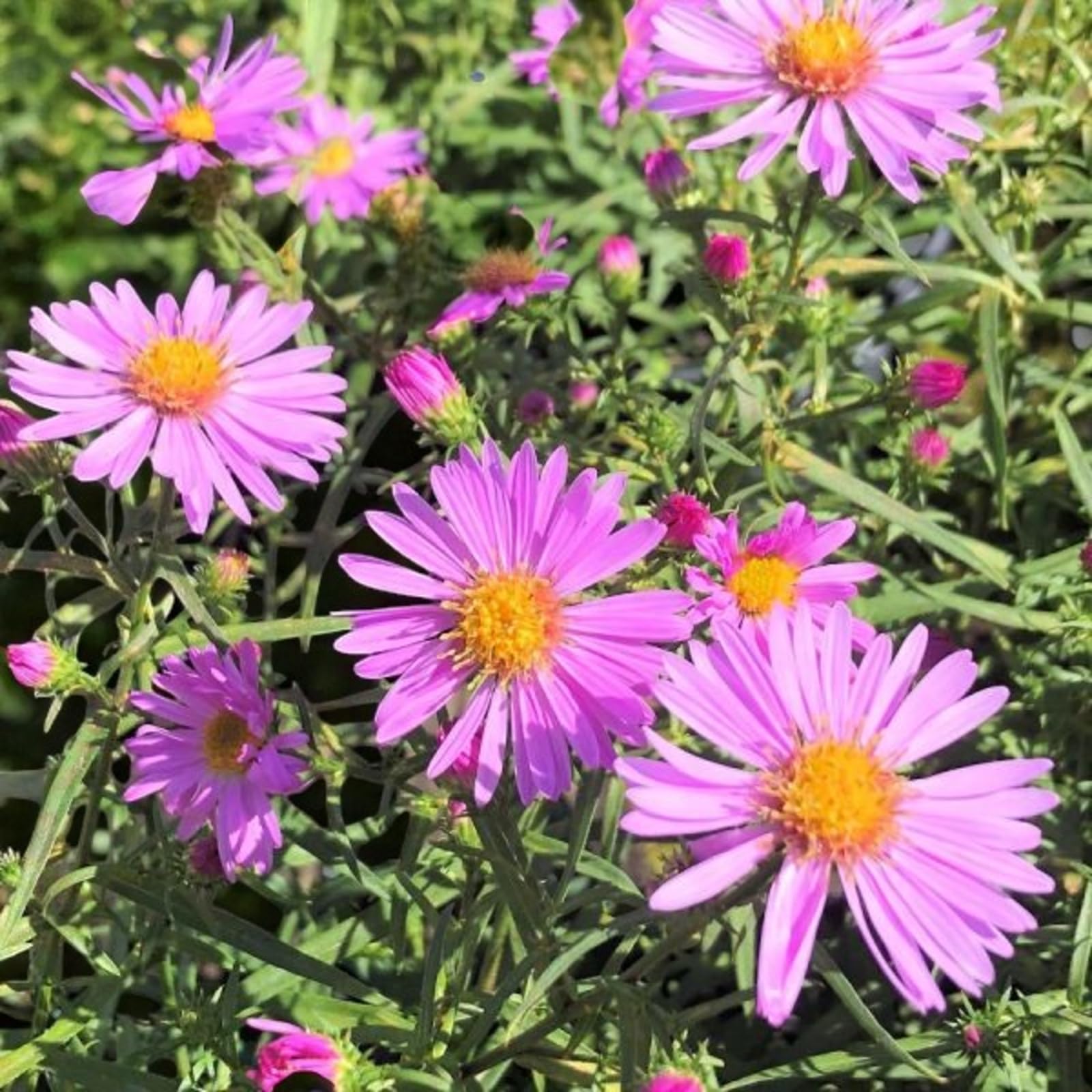 Carbeth Plants Aster Dumosus Light Pink Plant 3 x 9cm Pot