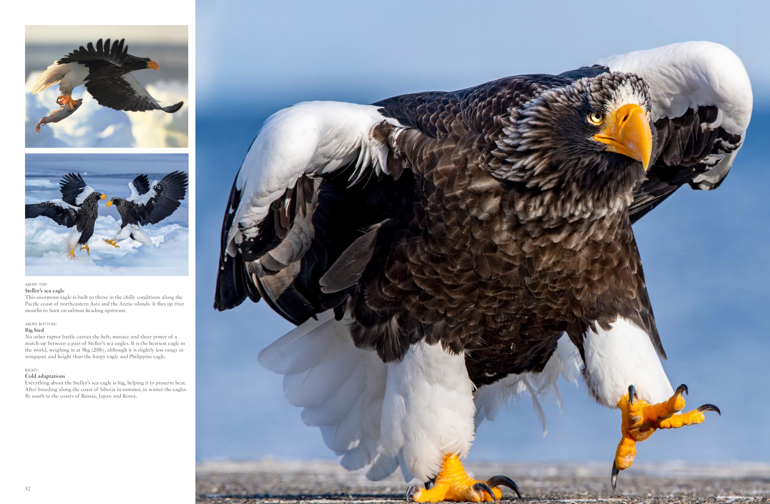Les Oiseaux de proie: Redoutables et majestueux