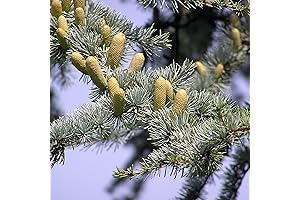 CHUXAY GARDEN Atlas Cedar Cedrus Atlantica