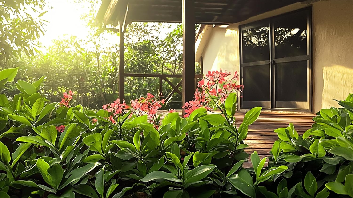 Nora Grant Ixora Plant | 3 Live Plants | Vibrant Pink Blooms | Tropical Flowering Shrub | Ideal for Landscapes & Gardens | Lush Decorative Foliage | Ixora coccinea
