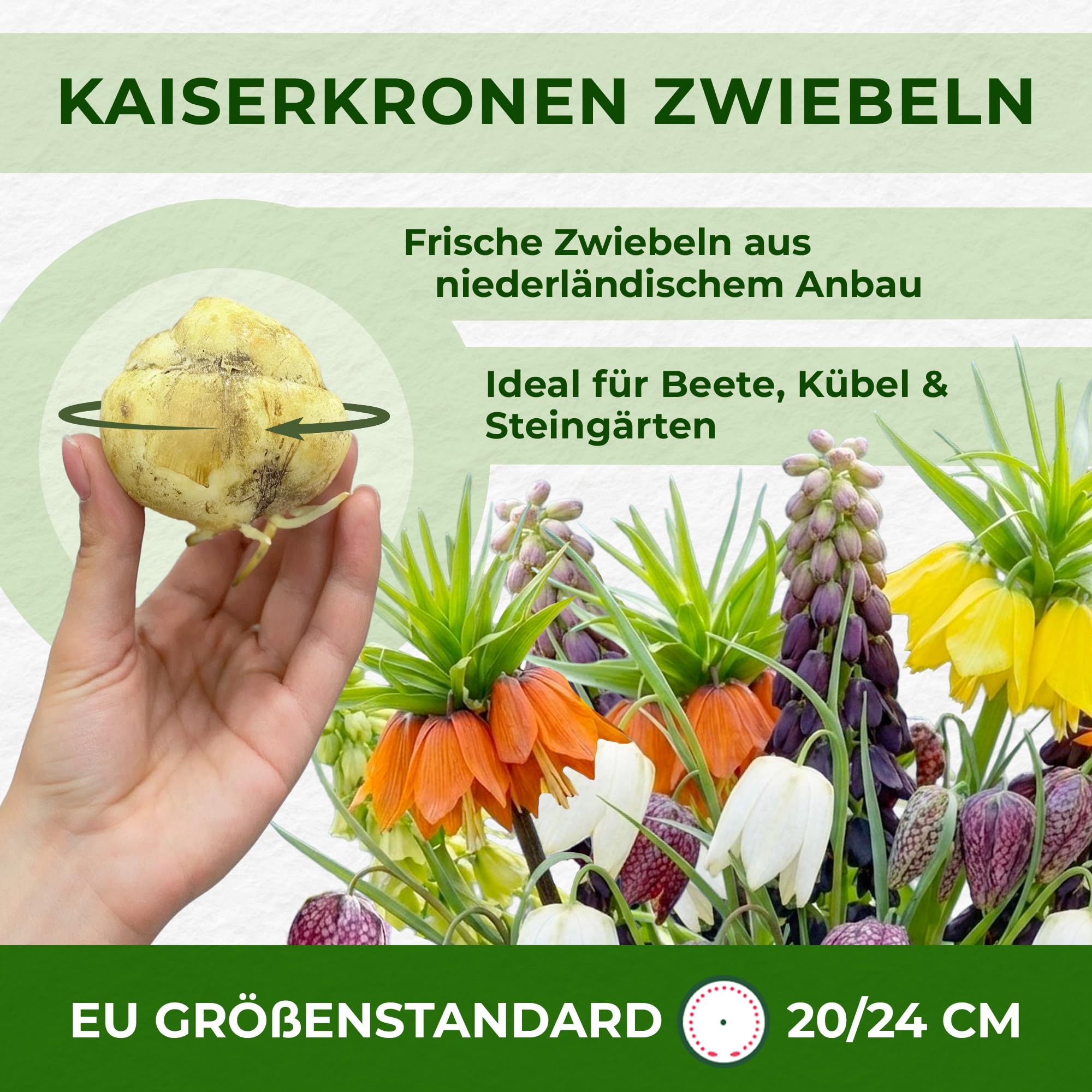 Kaiserkronen Knollen Mehrjährig - Fritillaria Imperialis - 6 Zwiebeln