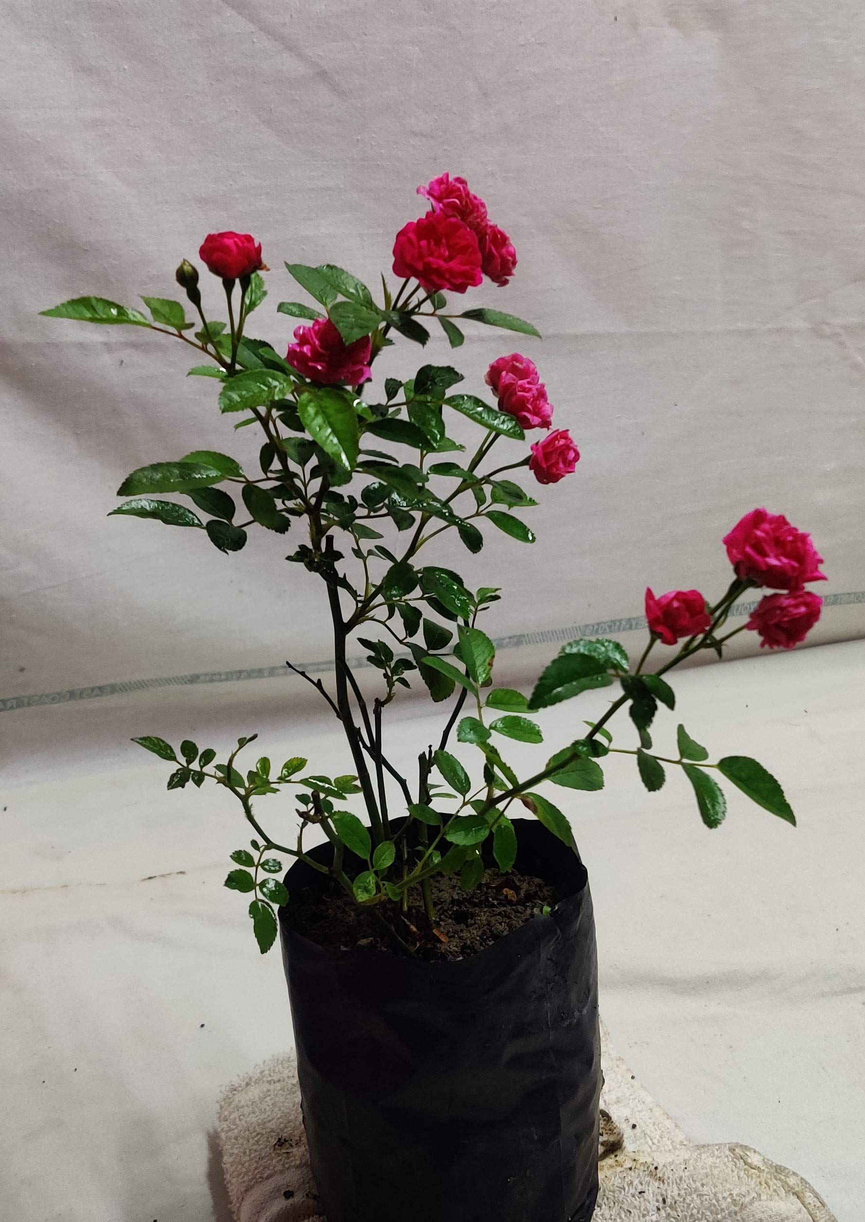 Uniquetree Button Rose, Miniature Rose (red color) Live Plant (B0BTVKP5JX) Amazon Price History, Amazon Price Tracker