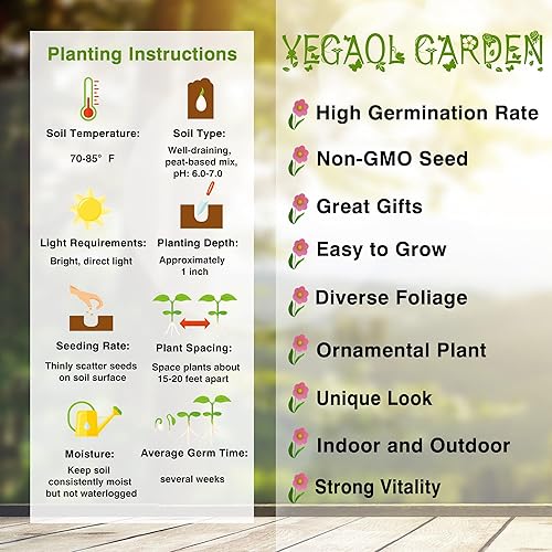 Miniatura 6 de YEGAOL Garden - 10 semillas de azufaifo para plantar reliquia y paisajismo sin OMG, pantalla de privacidad ornamental, regalo para jardineros de
