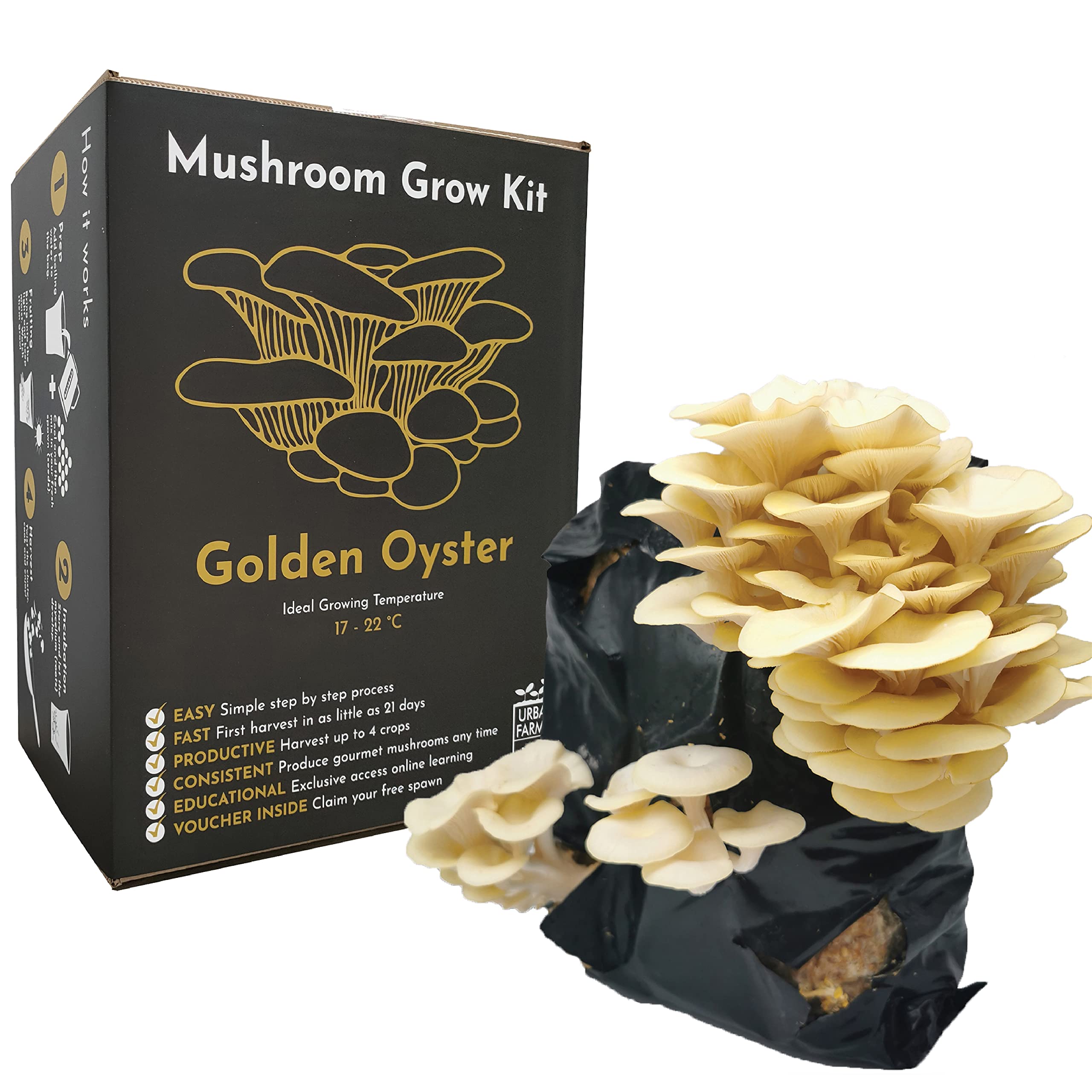 Buy Urban FarmIt Mushroom Growing Kit, XL Gold (Pleurotus
